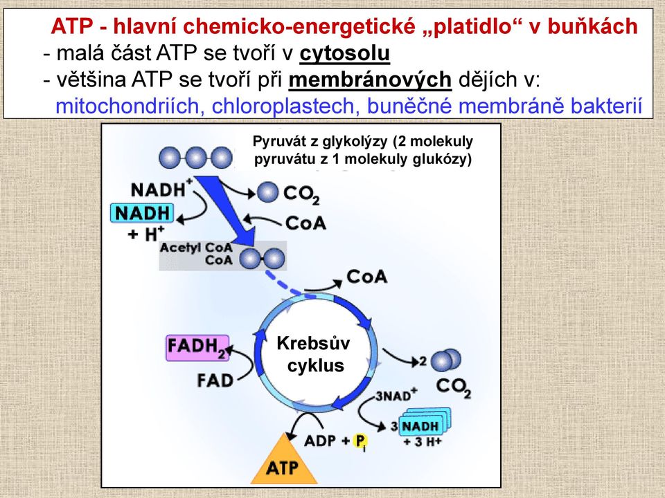 v: mitochondriích, chloroplastech, buněčné membráně bakterií Pyruvát