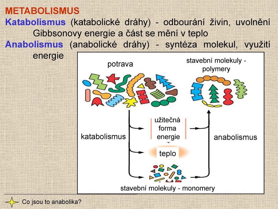 syntéza molekul, využití energie potrava stavební molekuly - polymery