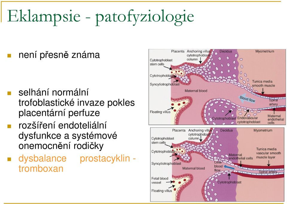 perfuze rozšíření endoteliální dysfunkce a systémové