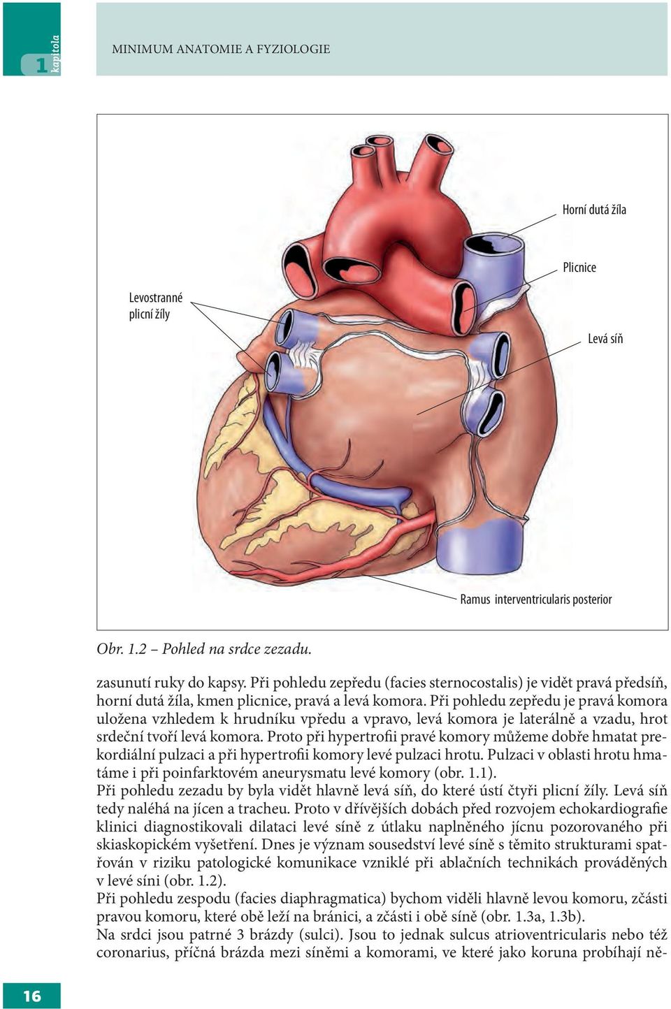 Při pohledu zepředu je pravá komora uložena vzhledem k hrudníku vpředu a vpravo, levá komora je laterálně a vzadu, hrot srdeční tvoří levá komora.