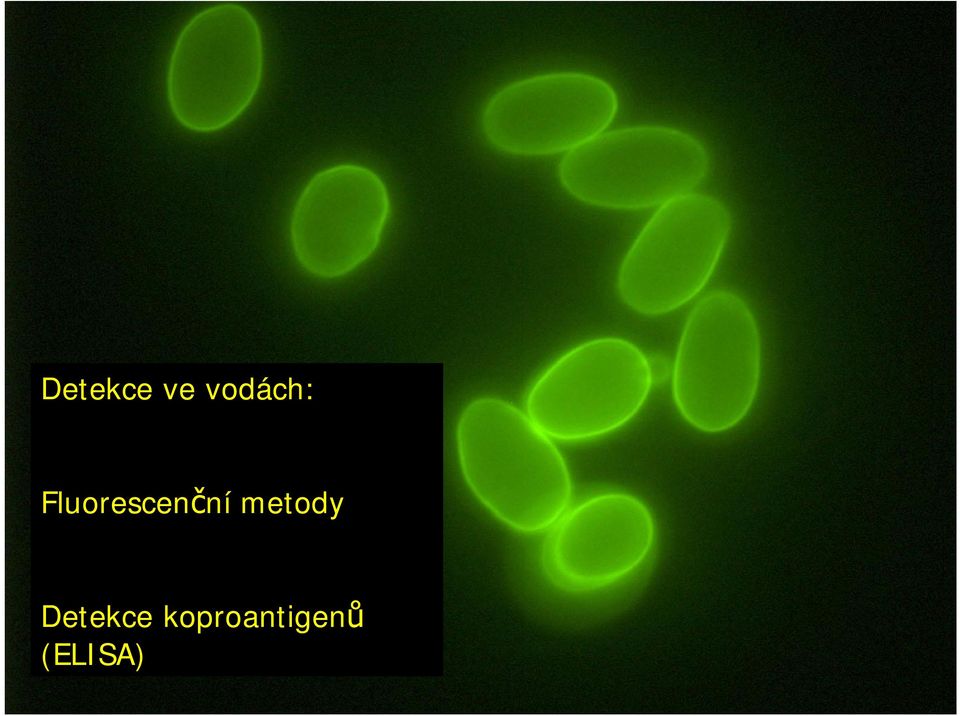 Fluorescenční