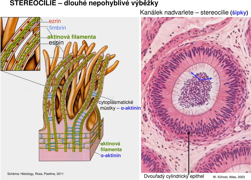 cytoplasmatické můstky α-aktinin aktinová filamenta α-aktinin