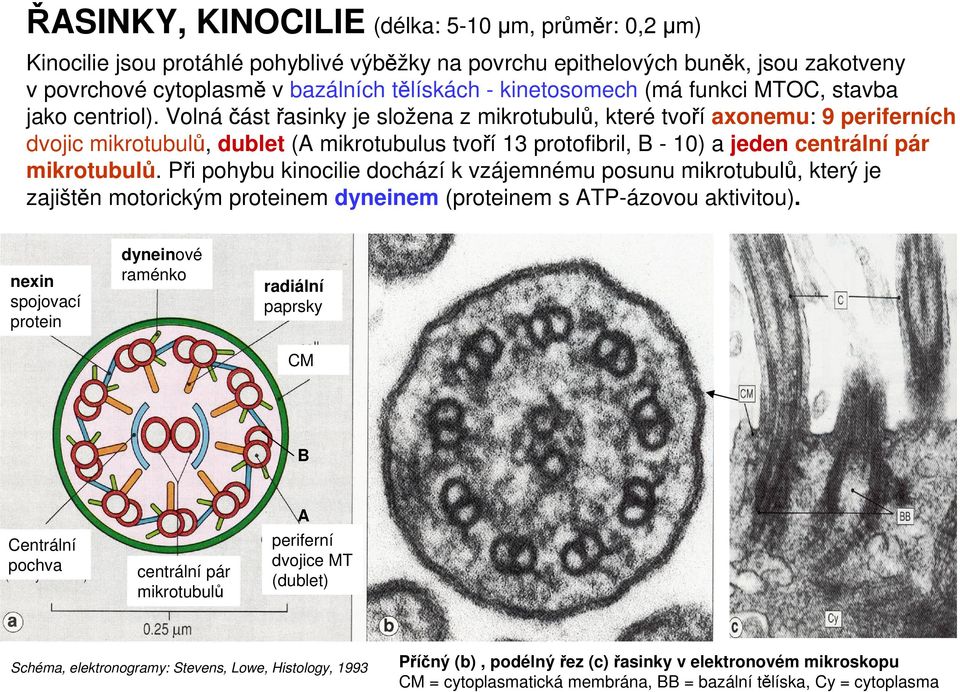 Volnáčást řasinky je složena z mikrotubulů, které tvoří axonemu: 9 periferních dvojic mikrotubulů, dublet (A mikrotubulus tvoří 13 protofibril, B - 10) a jeden centrální pár mikrotubulů.