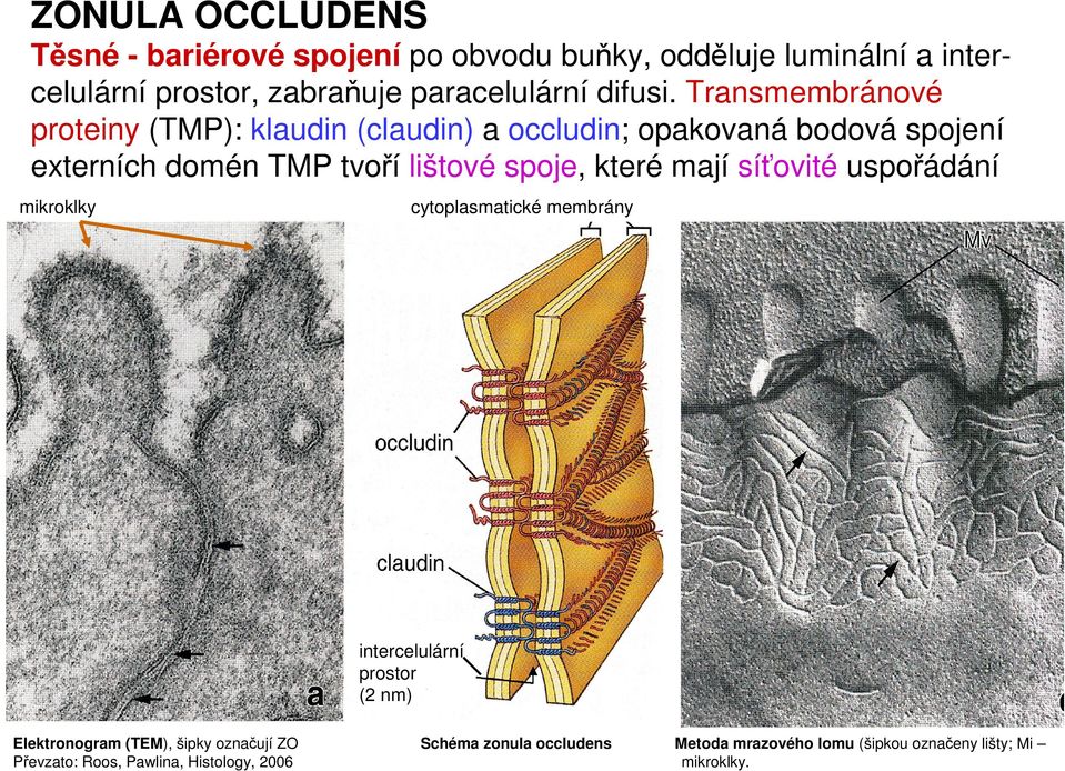 Transmembránové proteiny (TMP): klaudin (claudin) a occludin; opakovaná bodová spojení externích domén TMP tvoří lištové spoje,