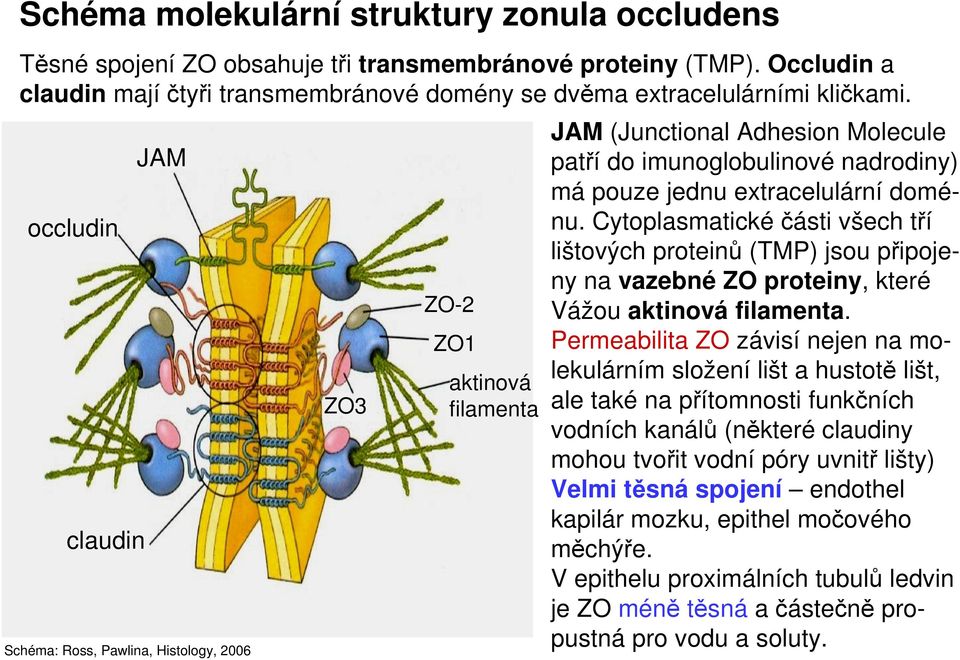 Cytoplasmatickéčásti všech tří lištových proteinů (TMP) jsou připojeny na vazebné ZO proteiny, které Vážou aktinová filamenta.