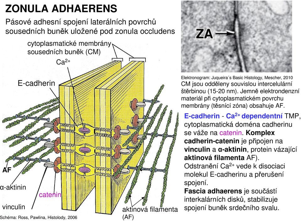 Jemně elektrondenzní materiál při cytoplasmatickém povrchu membrány (těsnící zóna) obsahuje AF. E-cadherin - Ca 2+ dependentní TMP, cytoplasmatická doména cadherinu se váže na catenin.