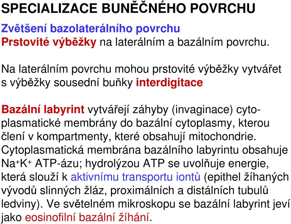 bazální cytoplasmy, kterou člení v kompartmenty, které obsahují mitochondrie.