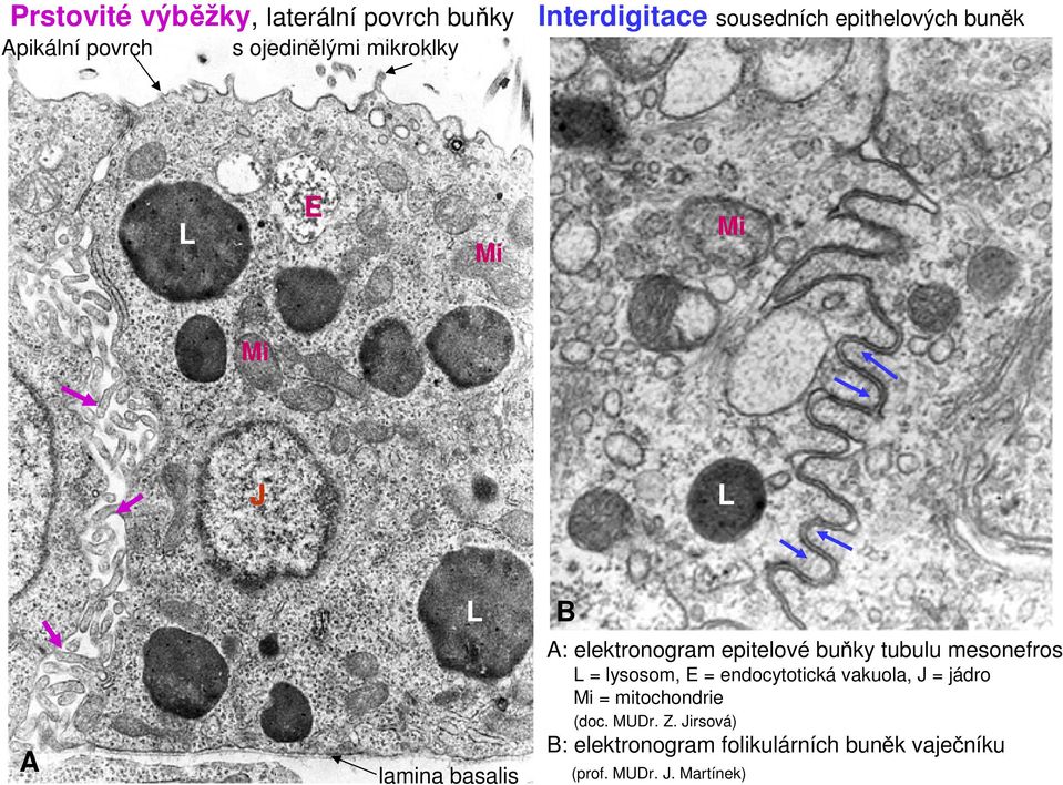 elektronogram epitelové buňky tubulu mesonefros L = lysosom, E = endocytotická vakuola, J =