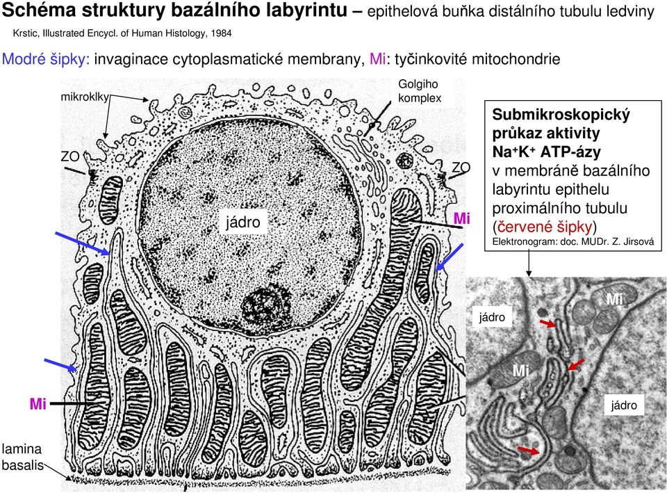 mikroklky ZO jádro Golgiho komplex ZO Mi Submikroskopický průkaz aktivity Na + K + ATP-ázy v membráně bazálního