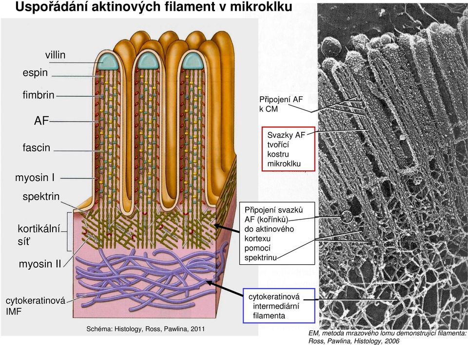 aktinového kortexu pomocí spektrinu cytokeratinová IMF Schéma: Histology, Ross, Pawlina, 2011