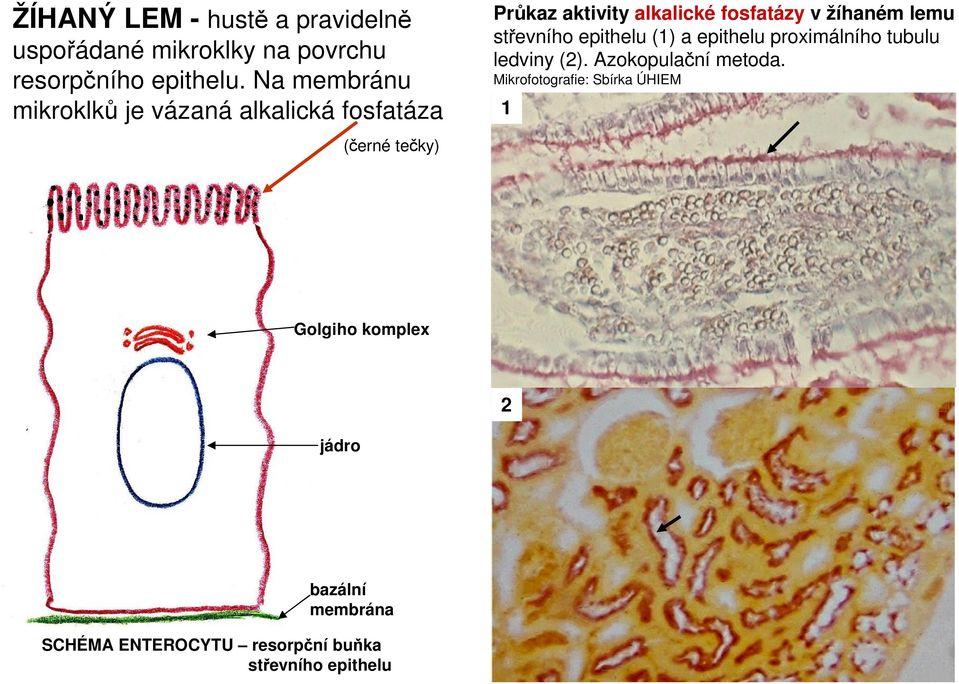 žíhaném lemu střevního epithelu (1) a epithelu proximálního tubulu ledviny (2). Azokopulační metoda.