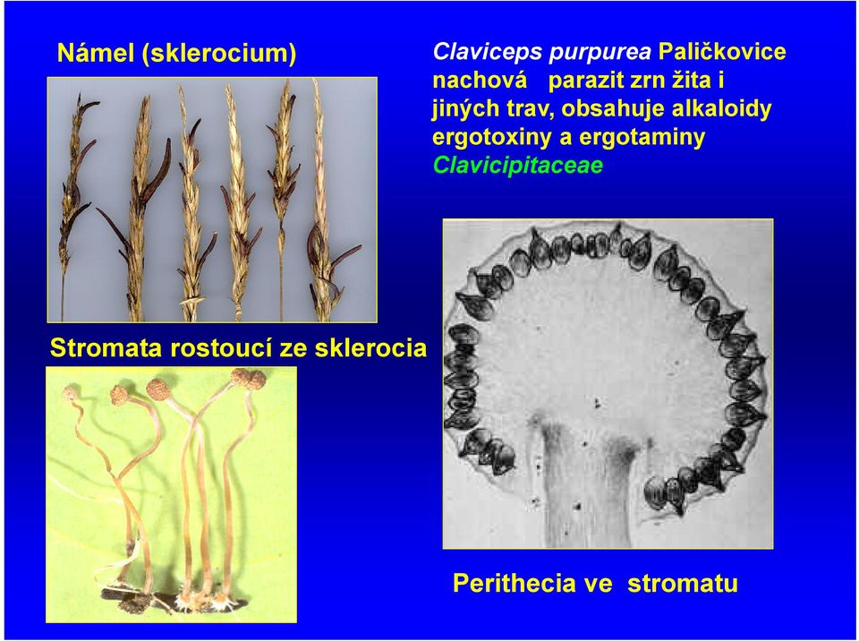alkaloidy ergotoxiny a ergotaminy Clavicipitaceae