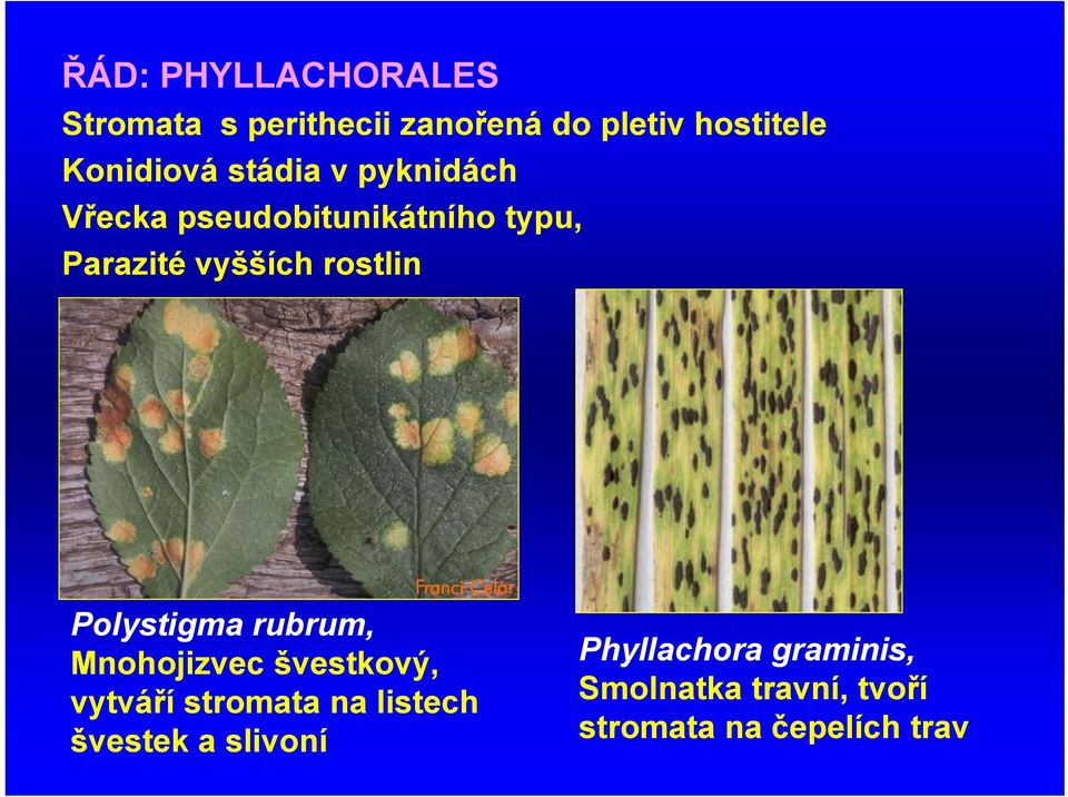 rostlin Polystigma rubrum, Mnohojizvec švestkový, vytváří stromata na listech