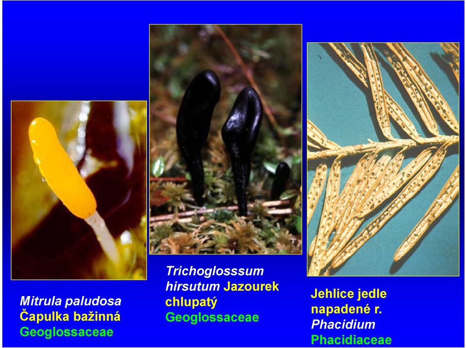 Jazourek chlupatý Geoglossaceae