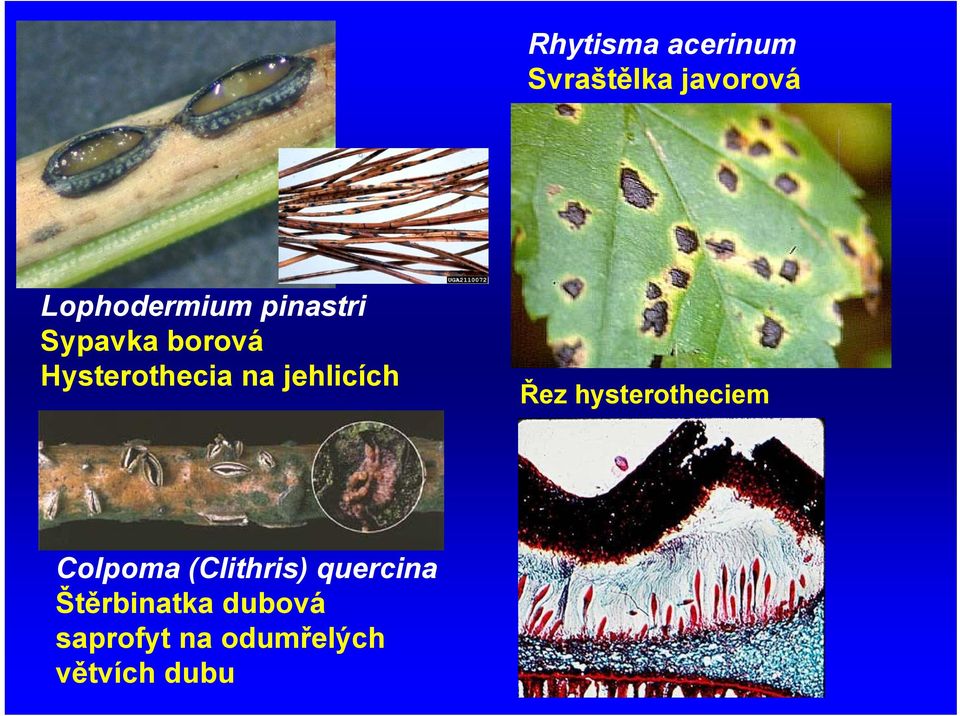 Řez hysterotheciem Colpoma (Clithris) quercina