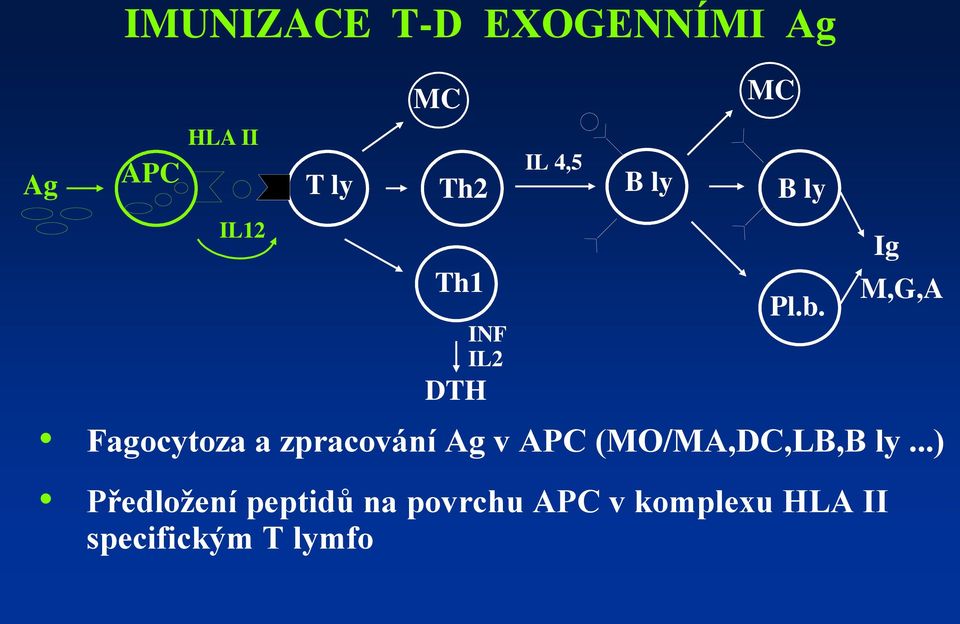 Fagocytoza a zpracování Ag v APC (MO/MA,DC,LB,B ly.