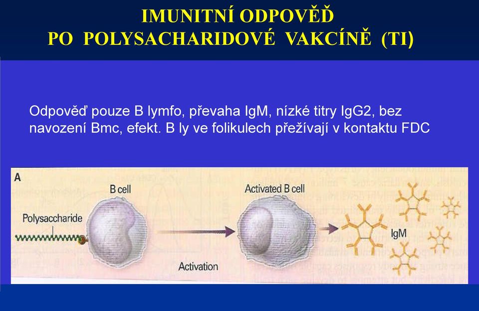 převaha IgM, nízké titry IgG2, bez