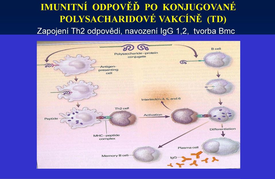VAKCÍNĚ (TD) Zapojení Th2