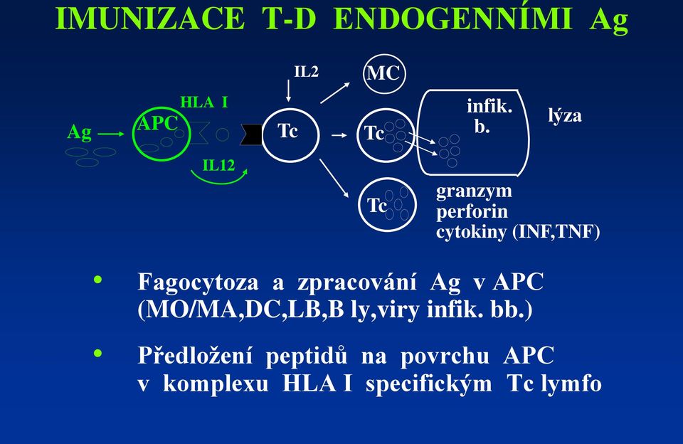 zpracování Ag v APC (MO/MA,DC,LB,B ly,viry infik. bb.