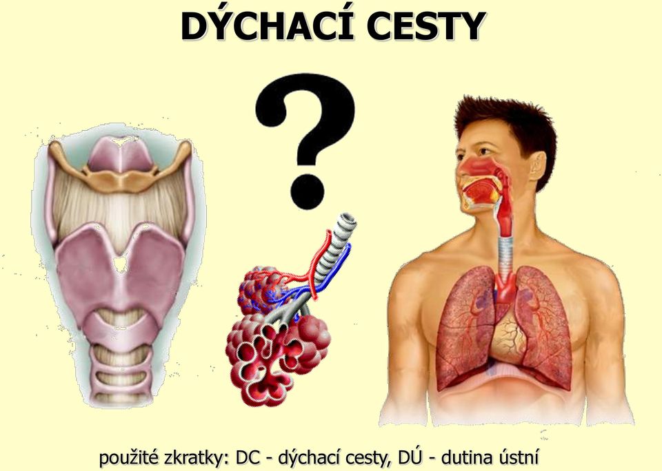 DC - dýchací