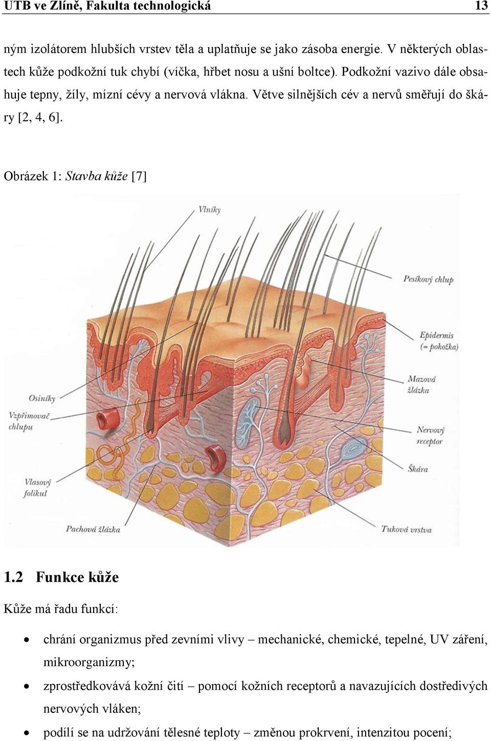 Větve silnějších cév a nervů směřují do škáry [2, 4, 6]. Obrázek 1: Stavba kůže [7] 1.
