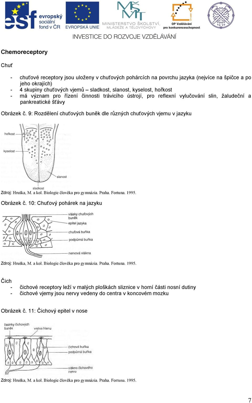 pankreatické šťávy Obrázek č. 9: Rozdělení chuťových buněk dle různých chuťových vjemu v jazyku Obrázek č.