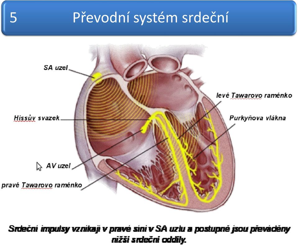 systém