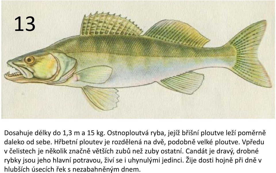 Hřbetní ploutev je rozdělená na dvě, podobně velké ploutve.