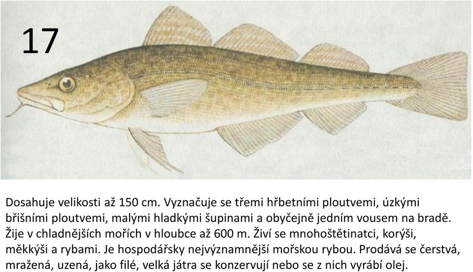 obyčejně jedním vousem na bradě. Žije v chladnějších mořích v hloubce až 600 m.