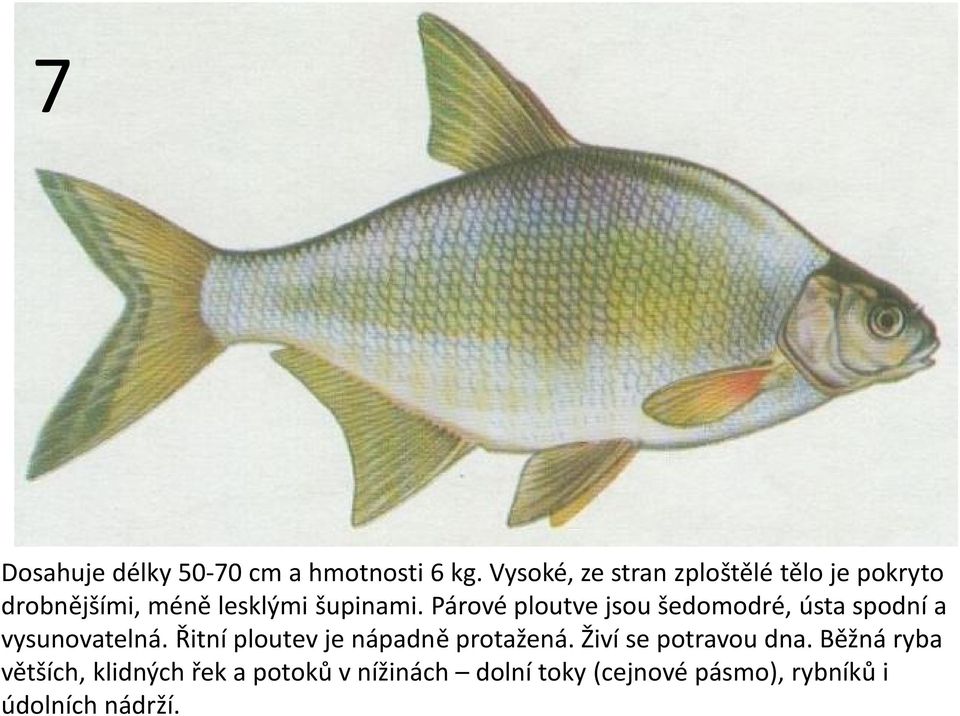 Párové ploutve jsou šedomodré, ústa spodní a vysunovatelná.