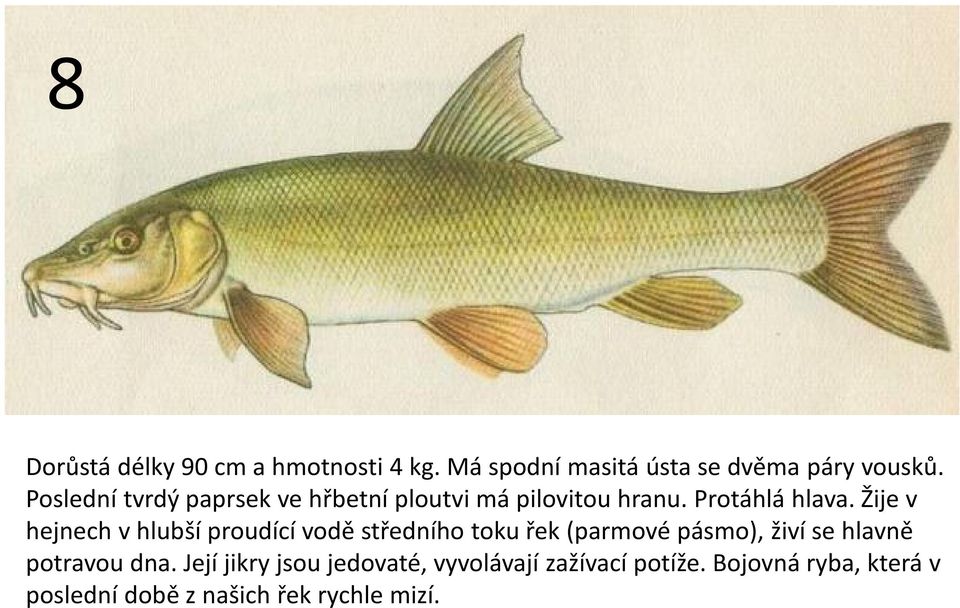 Žije v hejnech v hlubší proudící vodě středního toku řek (parmové pásmo), živí se hlavně