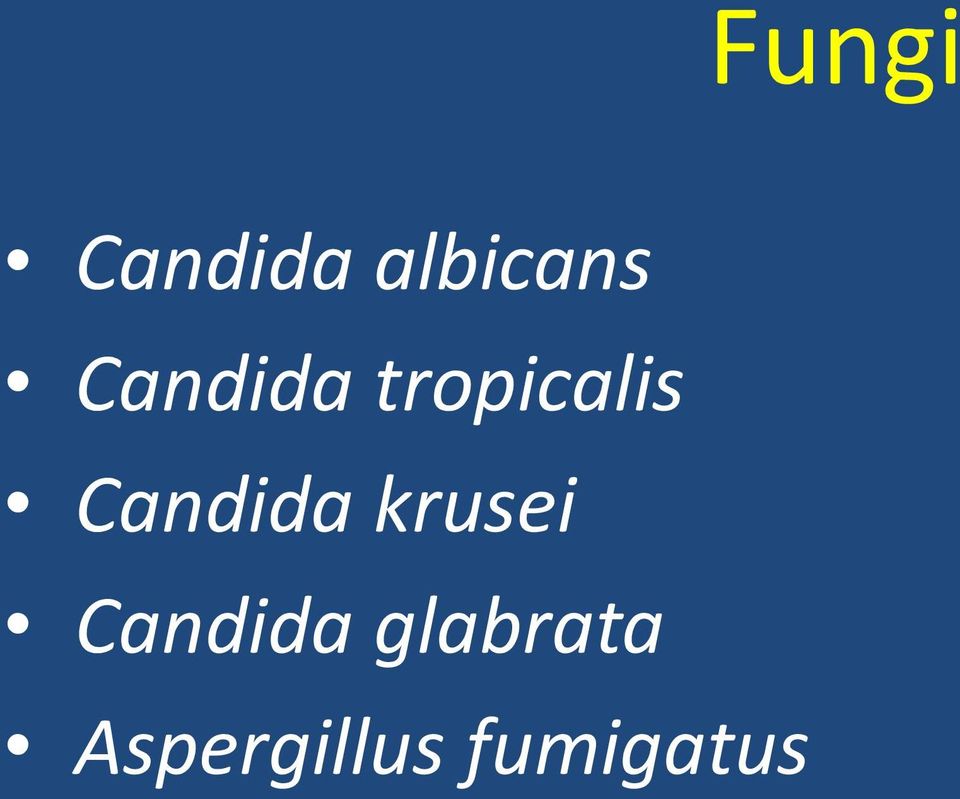 Candida krusei Candida