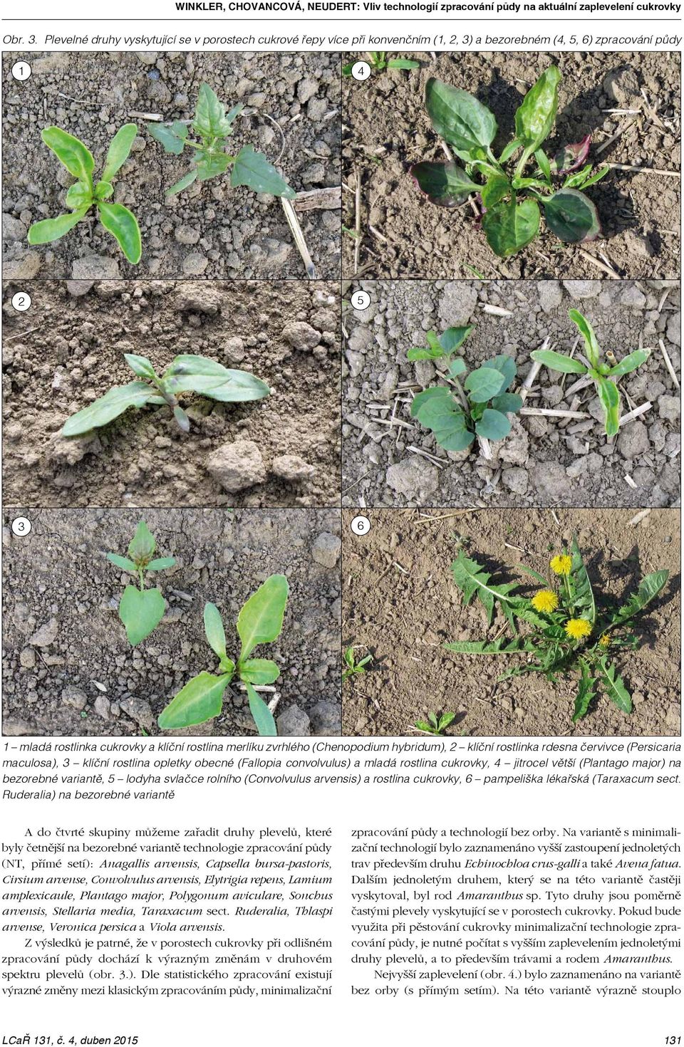 (Chenopodium hybridum), 2 klíční rostlinka rdesna červivce (Persicaria maculosa), 3 klíční rostlina opletky obecné (Fallopia convolvulus) a mladá rostlina cukrovky, 4 jitrocel větší (Plantago major)