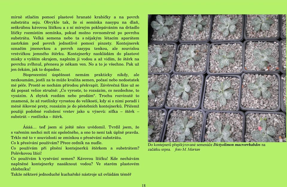 Velká semena nebo ta s nějakým létacím aparátem zastrkám pod povrch jednotlivě pomocí pinzety. Kontejnerek označím jmenovkou a povrch zasypu tenkou, ale souvislou vrstvičkou jemného štěrku.