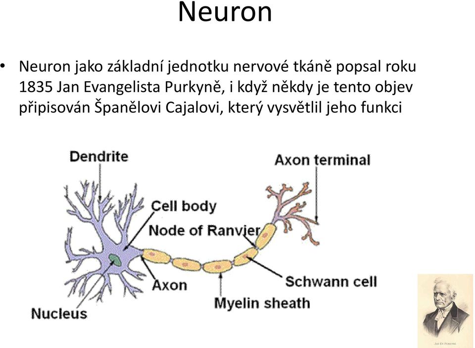 Purkyně, i když někdy je tento objev