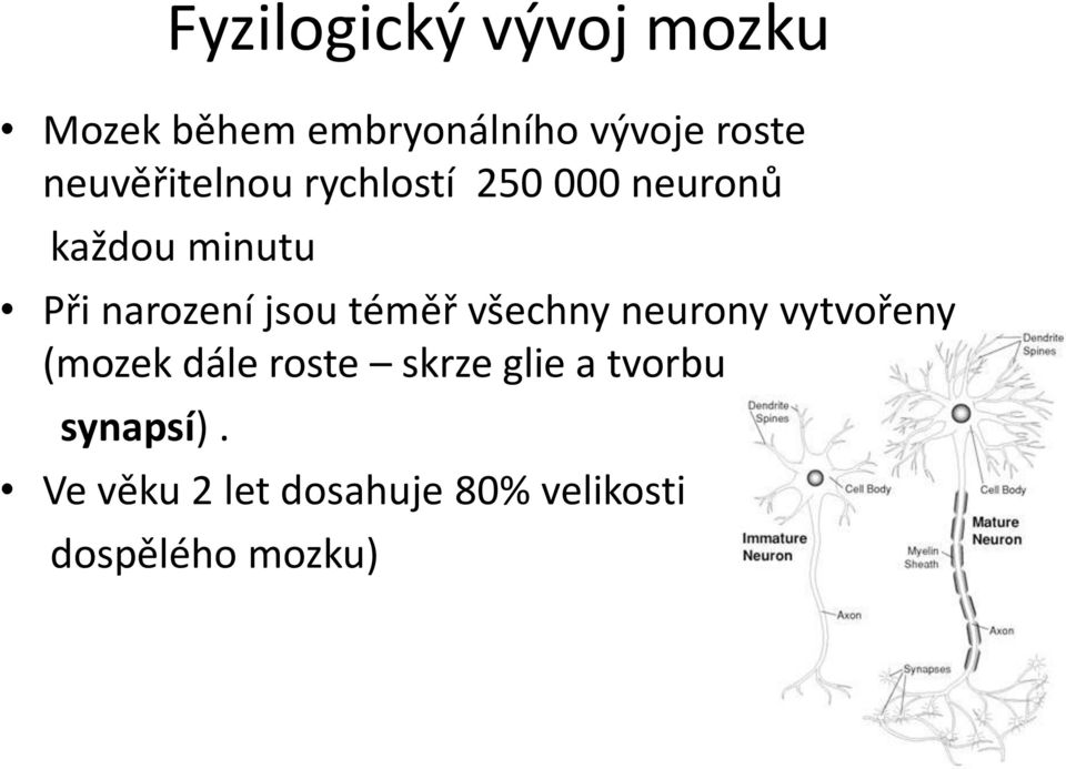 jsou téměř všechny neurony vytvořeny (mozek dále roste skrze glie