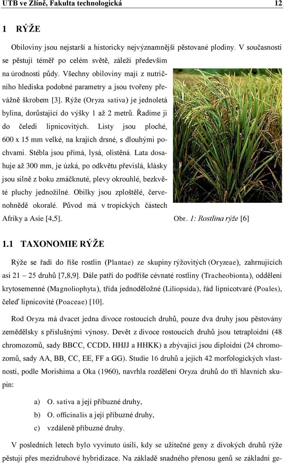 Řadíme ji do čeledi lipnicovitých. Listy jsou ploché, 600 x 15 mm velké, na krajích drsné, s dlouhými pochvami. Stébla jsou přímá, lysá, olistěná.