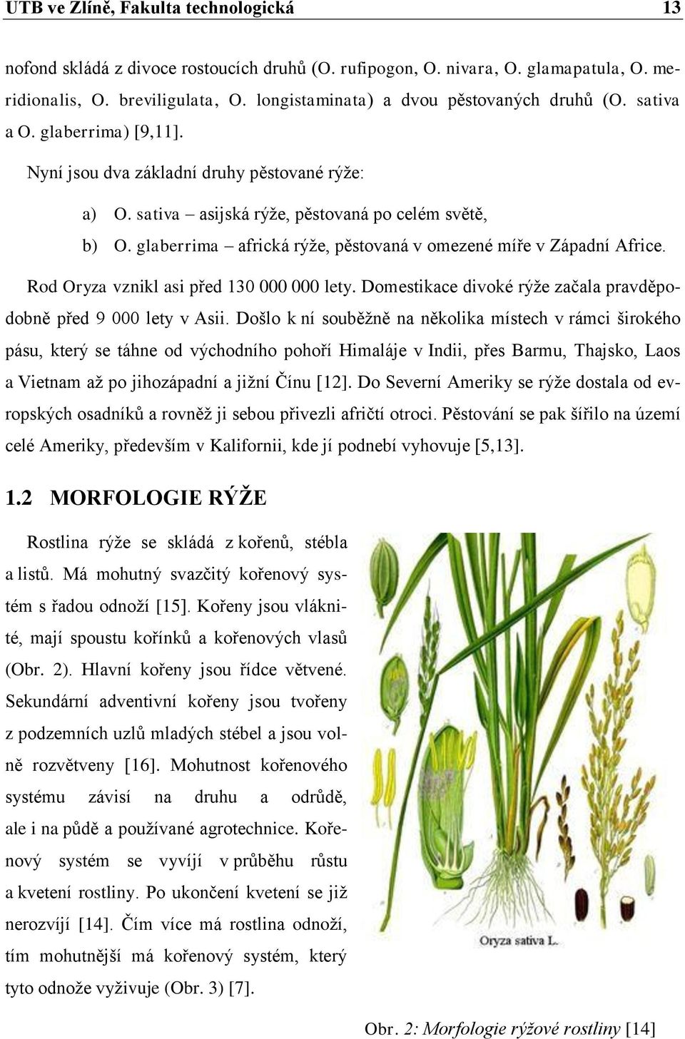 glaberrima africká rýže, pěstovaná v omezené míře v Západní Africe. Rod Oryza vznikl asi před 130 000 000 lety. Domestikace divoké rýže začala pravděpodobně před 9 000 lety v Asii.