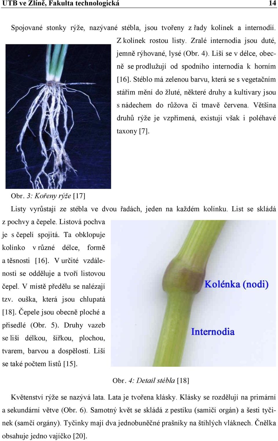 Stéblo má zelenou barvu, která se s vegetačním stářím mění do žluté, některé druhy a kultivary jsou s nádechem do růžova či tmavě červena.