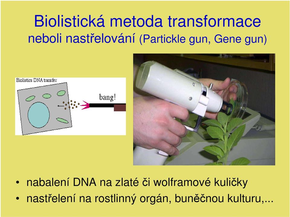 nabalení DNA na zlaté či wolframové kuličky