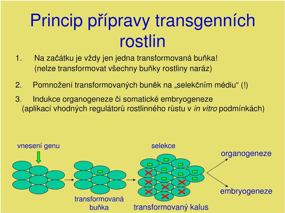 Pomnožení transformovaných buněk na selekčním médiu (!) 3.