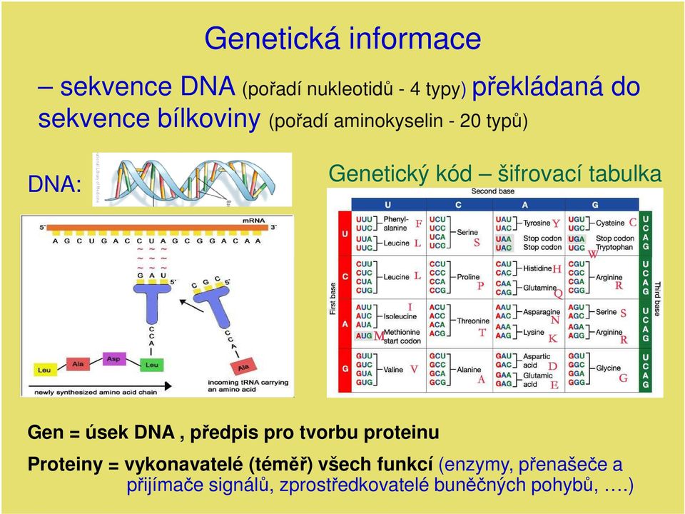 tabulka Gen = úsek DNA, předpis pro tvorbu proteinu Proteiny = vykonavatelé