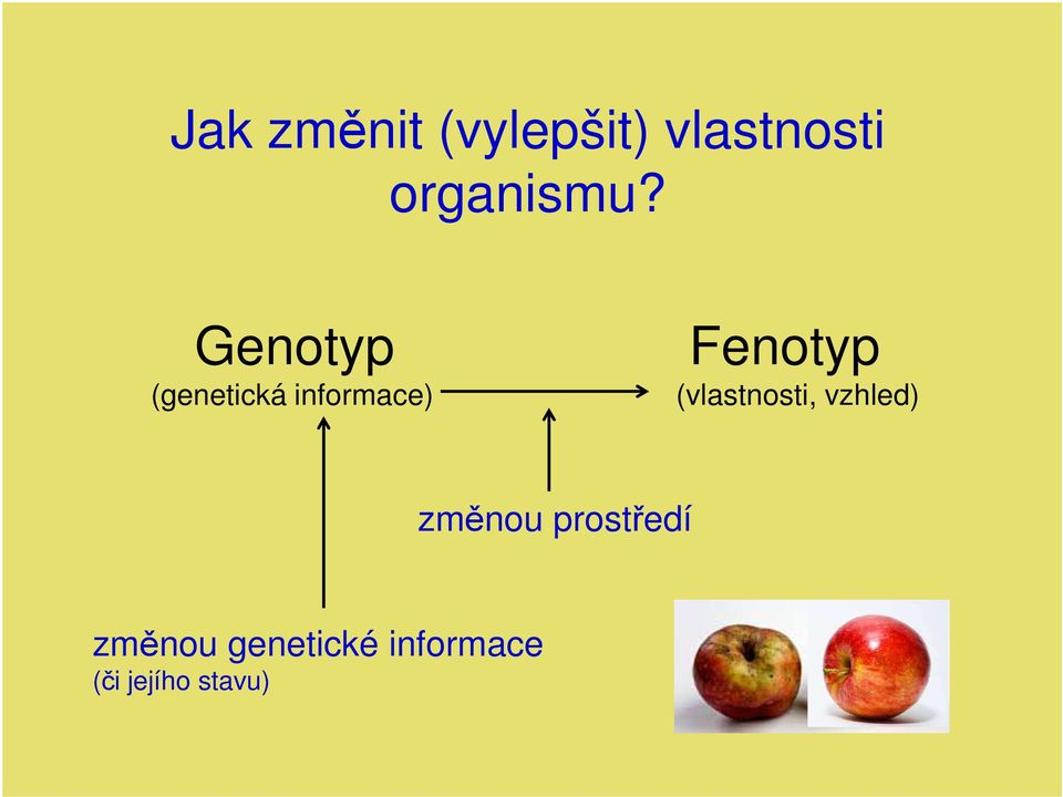 Genotyp Fenotyp (genetická informace)