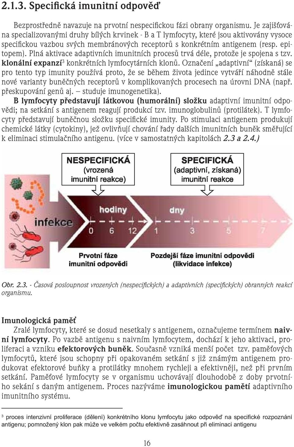 Plná aktivace adaptivních imunitních procesů trvá déle, protože je spojena s tzv. klonální expanzí 3 konkrétních lymfocytárních klonů.