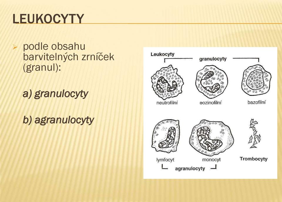 zrníček (granul): a)