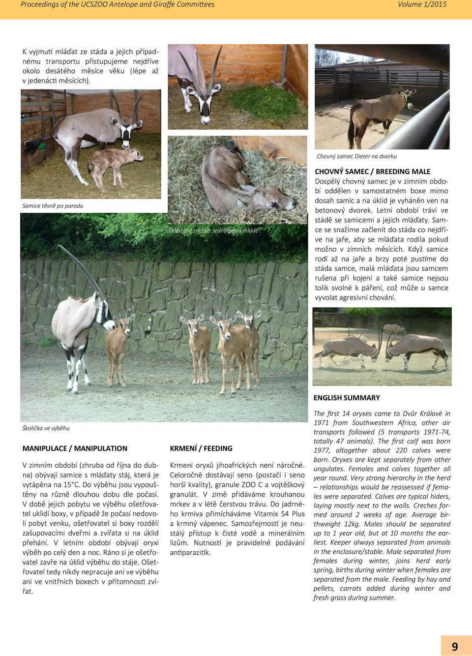 CHOVNÝ SAMEC / BREEDING MALE Dospělý chovný samec je v zimním období oddělen v samostatném boxe mimo dosah samic a na úklid je vyháněn ven na betonový dvorek.