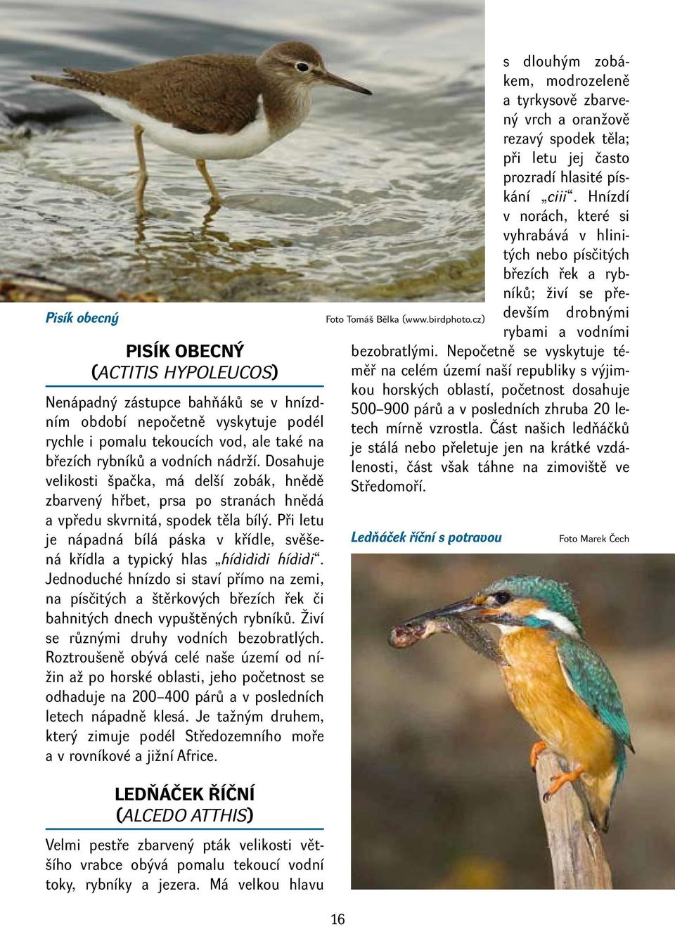 Při letu je nápadná bílá páska v křídle, svěšená křídla a typický hlas hídididi hídidi.