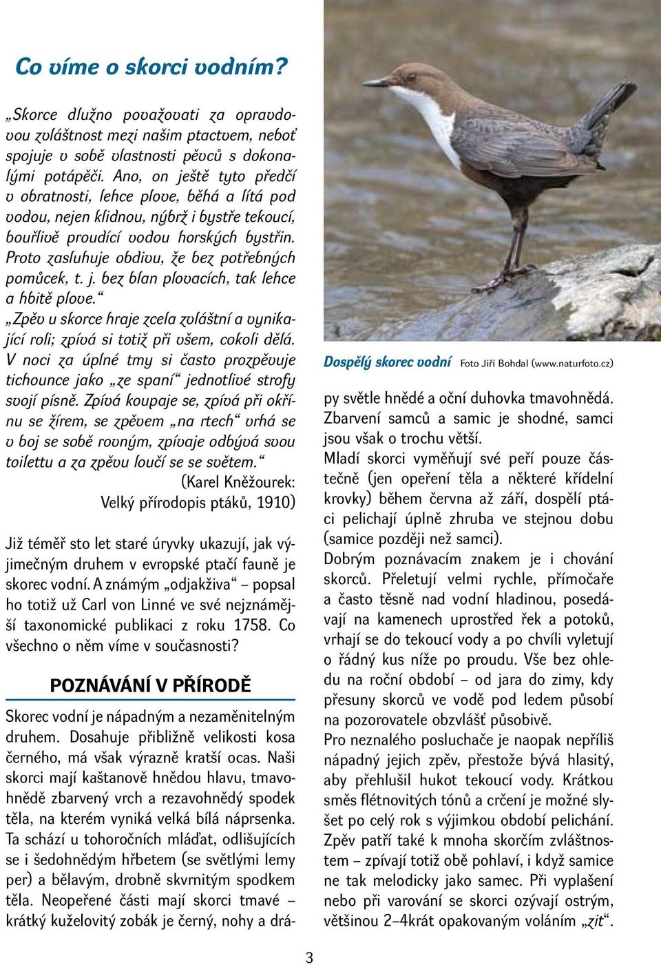 Proto zasluhuje obdivu, že bez potřebných pomůcek, t. j. bez blan plovacích, tak lehce a hbitě plove. Zpěv u skorce hraje zcela zvláštní a vynikající roli; zpívá si totiž při všem, cokoli dělá.