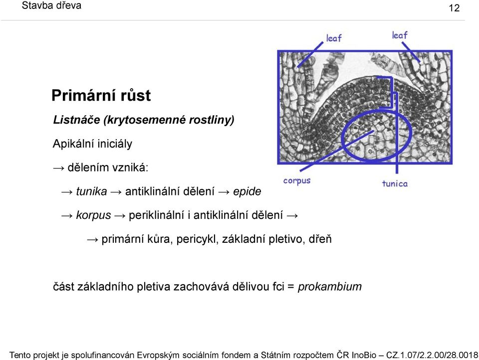 periklinální i antiklinální dělení primární kůra, pericykl, základní