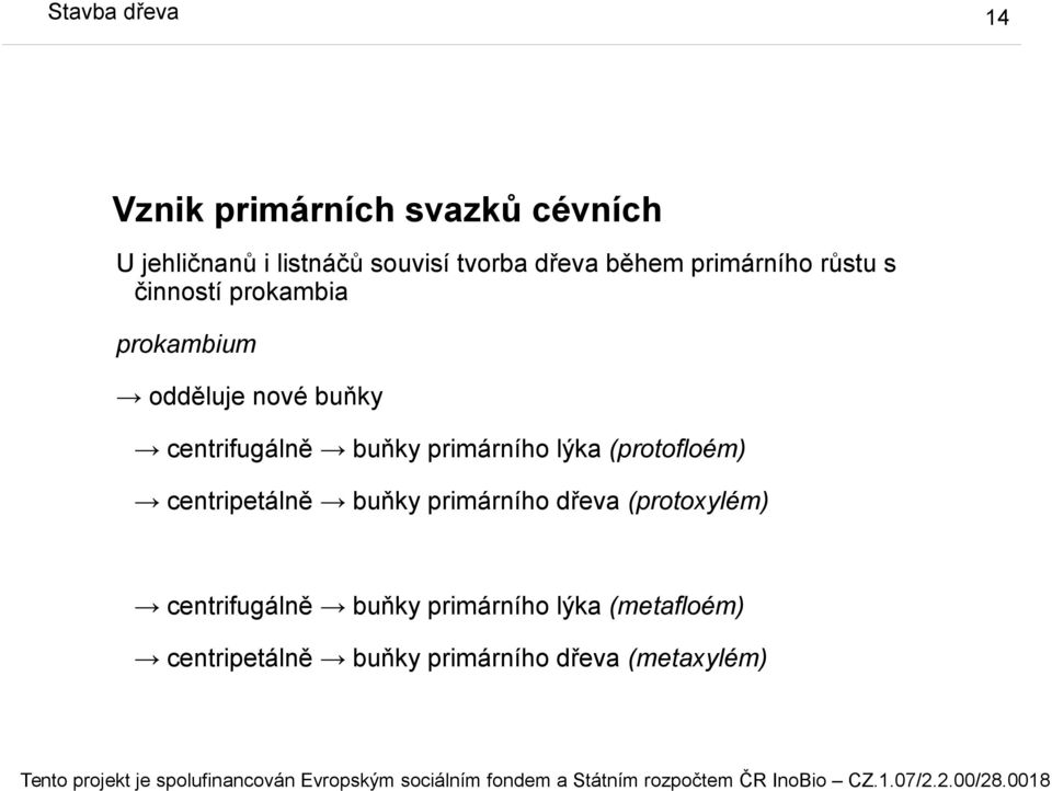 buňky primárního lýka (protofloém) centripetálně buňky primárního dřeva (protoxylém)